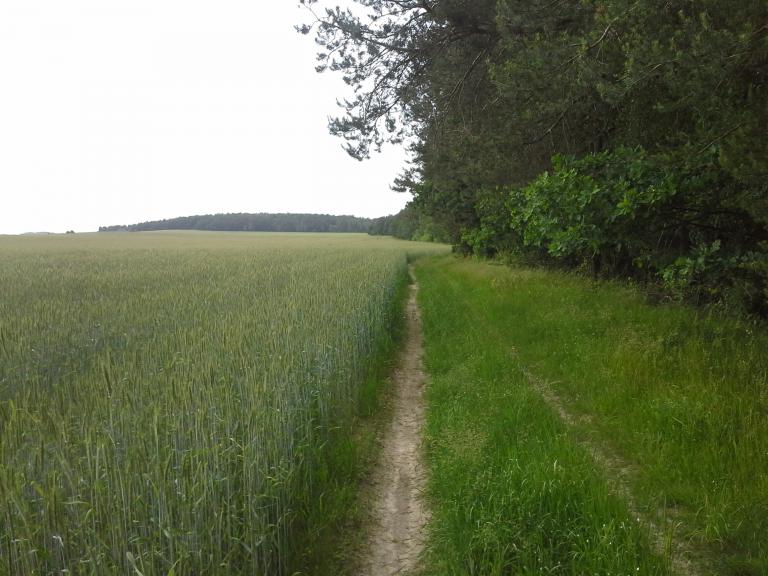 Zielony szlak - Gmina Podedwórze